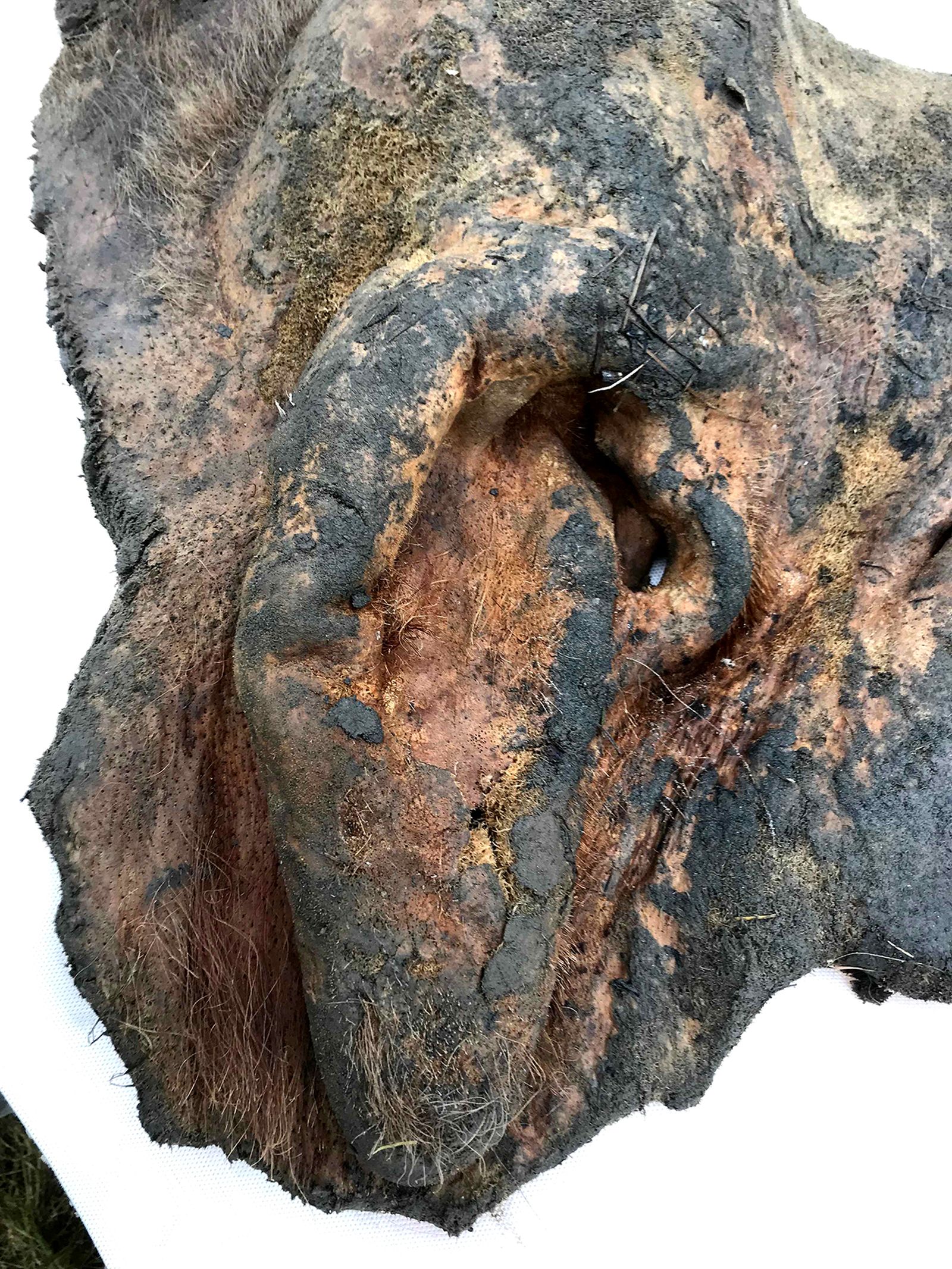 Mammoth task: Scientists build first 3D genome of extinct animal