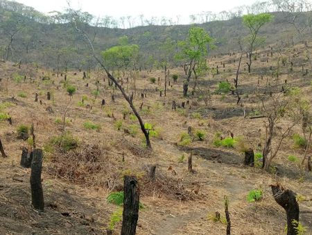 War on nature — Malawi’s Michiru Forest Reserve is being horrifically stripped to extinction