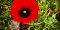 Harvest time / there’s another bee in the poppy. Photographer: Jenni Bessesen 