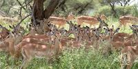 Safety in numbers. Image: Barry
