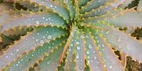 Aloe blessed by early rain. Image: Vivienne Ward 