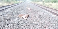 Three impalas lie next to the tracks. One appears to be still alive. (Photo: Supplied)