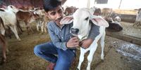 A man holds a calf at a stable on the outskirts of Delhi, India, 14 February 2023. The Animal Welfare Board of India sent a declaration to rebrand Valentine's Day as 'Cow Hug Day' but the proposal was withdrawn after it backfired almost immediately. Cows are considered sacred by India’s majority Hindu population.  EPA-EFE/HARISH TYAGI