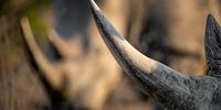rhino horns