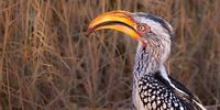 Southern yellow-billed hornbills: when average summer temperatures breach 35°C, there&#039;s about a 50% drop off in breeding success.<br>(Photo: Supplied)