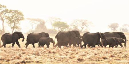 The Great Elephant Debate: Myth-busting jumbo fallacies