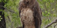 Sub-Adult Bateleur.
