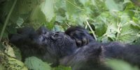 Nap time in the Rwandan jungle?. Image: Nicky Elliott