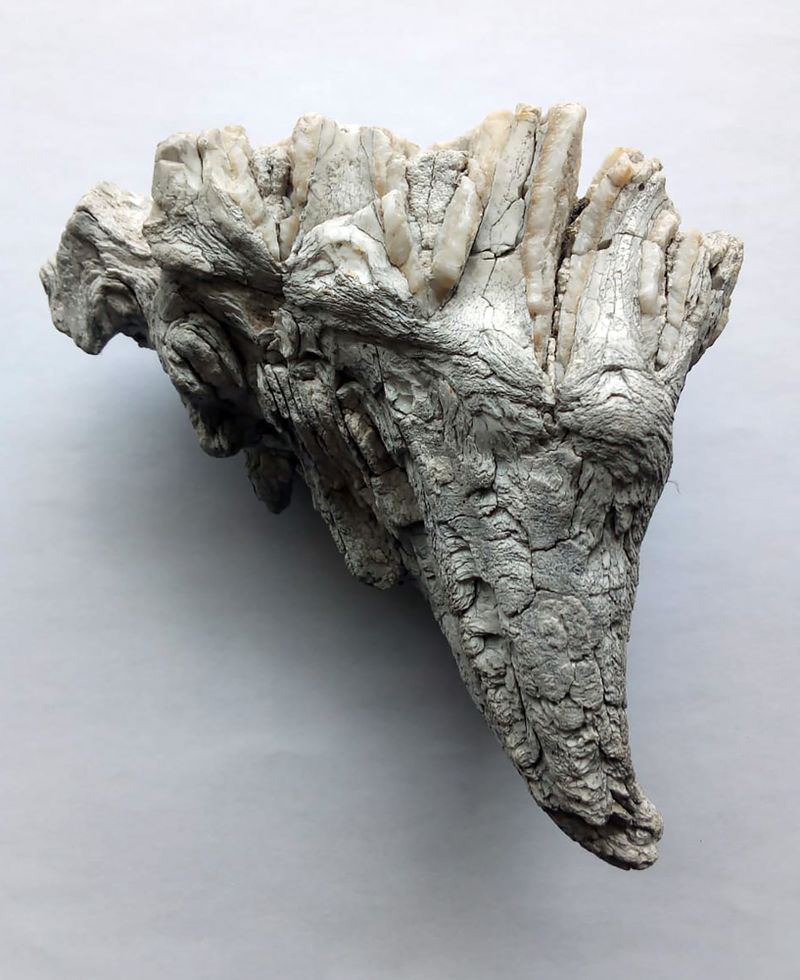 CapeNature tries to solve the mystery of the Dyer Island fossilised ...