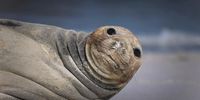 Female southern elephant seal on the beach, near Eerstesteen in Cape Town. They live in sub-Antarctic and Antarctic waters, so finding this one was a dream come true. Photographer: Caroline Rowbottom