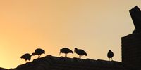 Hadedas at sunset – quiet for a change. Photographer: Ulrike Hill
