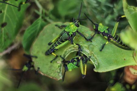 Hop, crawl, sting – The Karoo's creepy creatures
