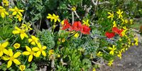 The vivid red of the Celandine-Leaved Pelargonium. Pelargonium fulgidum catches your eye amoungst all the other flowers Cape West Coast. <br>