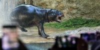 Female pygmy hippo 'Toni' gets showered in a pond in her enclosure during her farewell week before leaving Zoo Berlin, in Berlin, Germany, 20 August 2025. The pygmy hippopotamus, born on 03 June 2024, will move to Mulhouse Zoo in France. The move to France is being carried out on the recommendation of the European Endangered Species Program (EEP), which is intensively involved in the long-term prospects of this highly endangered species. The pygmy hippopotamus is classified as 'endangered' according to the Red List of the International Union for Conservation of Nature (IUCN).  EPA/HANNIBAL HANSCHKE