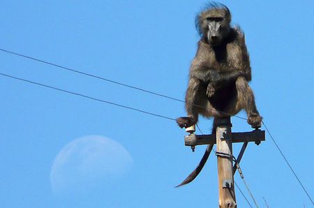 From our vault: The Karoo Chronicles I - The Moon is a Baboon