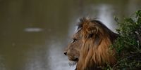 The King. Photographer: Garry Rae