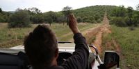Rudolf Pretorius drive along a farm fence in the southern Waterberg , dropping fences will  allow elephants to roam between farrms creating a safe haven for wildlife. (Photo: Felix Dlangamandla)