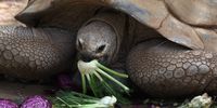 RAMAT GAN, ISRAEL - APRIL 14:  An elderly Aldabra Giant Tortoise munches on its meal of fresh vegetables at the Safari Park as the popular attraction prepares for the upcoming Jewish festival of Pesach (Passover) on April 14, 2008 in Ramat Gan near Tel Aviv, Israel. The week-long festival which begins on April 19 commemorates the flight of the ancient Hebrews from Egypt as described in the book of Exodus, when, according to the biblical account, the Jews did not have time to prepare leavened bread before fleeing the land of the Pharaohs.  (Photo by David Silverman/Getty Images)