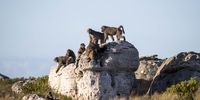 Kataza and some of the Slangkop troop warm themselves in the sun on Slangkop Mountain above Kommetjie. (Photo: Alan van Gysen)