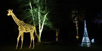 An illuminated giraffe at the Johannesburg Zoo, Festival of Lights. The Festival of Lights also offer visitors food and a night craft market till 3 January 2021. (Photo: Shiraaz Mohamed)
