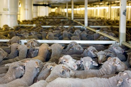 NSPCA slams draft regulations on exporting live animals by sea