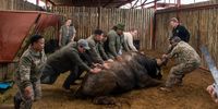 Addo Elephant National Park Conservation Manager Anban Padayachee (right) helping to position a sedated buffalo for blood tests as part of the standard disease screening before it is sold at the Kirkwood Wildsfees auction, inside the boma at the park, 20 May 2025. (Photo: Julia Evans)
