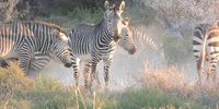 Zebras in the Midst! Photographer: Peter Viljoen.