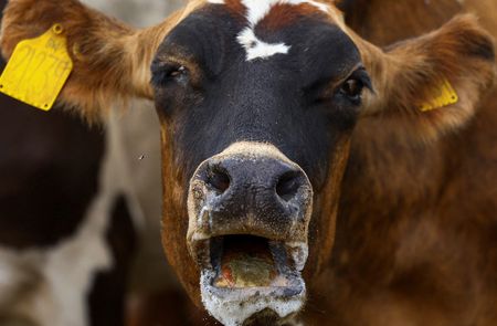 Foot-and-mouth disease confirmed in Nelson Mandela Bay, but public health MMC disagrees