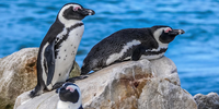 African penguins. (Photo: Pixabay)