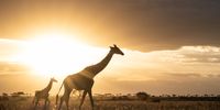 A tall story in the golden light of the Serengeti, at Singita Grumeti. Photographer: Ross Couper