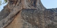 "Roots over a rock in search of water"<br>This a picture of a wild fig tree (mutsamvi) was taken in Zvimba District, Zimbabwe.