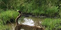 “perfect timing!”  <br>This is an image of one of a group of five orphan cheetahs that have been released in a private game reserve in Northern KZN. <br>Rowena Allan