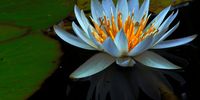 Water lily taken near Modimole. Image: Barry Payne