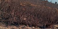 Vredehoek residents leave water containers for wild animals along the burnt edges of Deer Park... thank you.