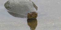 Are you looking up my nose?! A question from a Serrated Hinged Terrapin in a Kruger Park Dam. Photographer: Keith Cattell