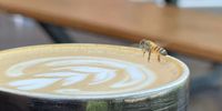 Mug & Bee. Image: Robert Ingles 