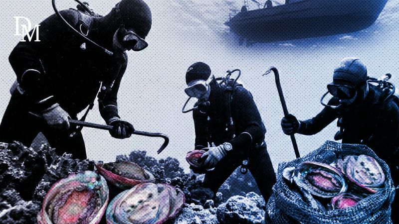 Watch — Inside South Africa’s billion-rand perlemoen underworld