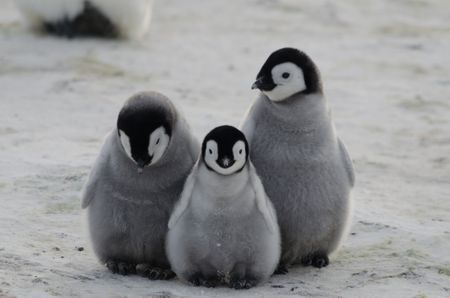 No more Mr Ice Guy – China accused of striking down penguin protections at Antarctic meeting
