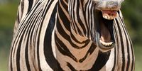 Every time I picked up my really big telephoto lens to shoot a picture of this zebra blocking the road- she moved forward towards me and almost looked like she was laughing at me. Addo Elephant National Park, South Africa.  (Photo: Anne Laing)
