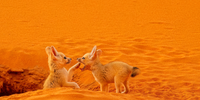 'Playing Fennec Pups'. Fennec foxes are very active, playful and incredibly mobile. An adult male fox can jump vertically up to 70 cm and more than 100 cm horizontally from a standing position, almost four times its length. In The Little Prince, written by the French pilot and writer, Antoine de Saint-Exupéry, the titular character meets a fox. Most people have no idea that the creature in question is a desert fox, which holds particular significance for Saint-Exupéry: when he crashed his plane in the North African Sahara Desert, these desert animals kept him company for several days. Image: © Lukas Zeman, Czech Republic, Shortlist, Professional competition, Wildlife & Nature, Sony World Photography Awards 2024