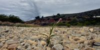 A flower grows in the dried mud of the Kouga Dam, Eastern Cape. (Photo: Deon Ferreira)
