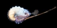 A paper nautilus leaves a cloud of ink behind after being startled by the photographer’s presence. Anilao, Philippines. (Photo: Katherine Lu)