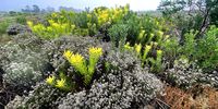 John-130 year fynbos