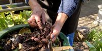 Earthworms work magic on the soil. They increase soil aeration, infiltration, structure, nutrient cycling, water movement, and plant growth. Earthworms are one of the major decomposers of organic matter. We love earthworms. (Photo: Bianca Coleman)<br>