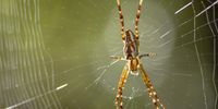 In the Orb web spider family , walking along a Forest track. Photographer: Bruce Ward-Smith