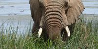 A great creature of beauty in Kwandwe.