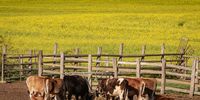 Oh, for life on the farm! Photographer: Peter Strydom