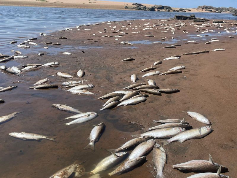 Thousands of Dead Fish Force KZN Beach Lockdown