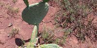 Prickly pears self-propagate by rooting their leaves into the ground and can grow new plants within months. Photo: Wentzel Lombard