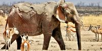 An elephant that appears to have suffered severe burn wounds walking near the Chris Marais dam at Etosha National Park on 28 September 2025. (Photo: Koos Reyneke)